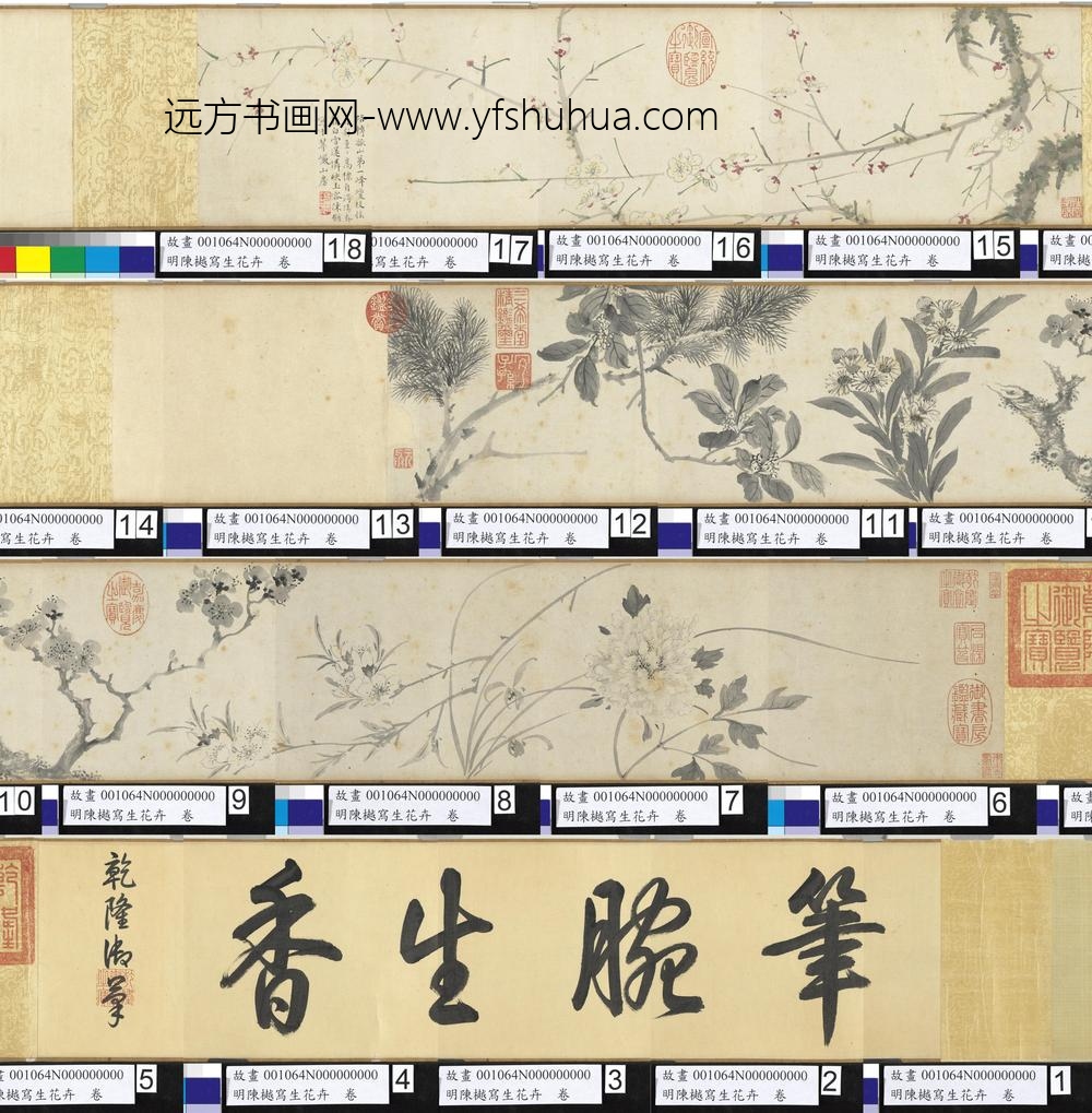 明陈樾写生花卉卷-