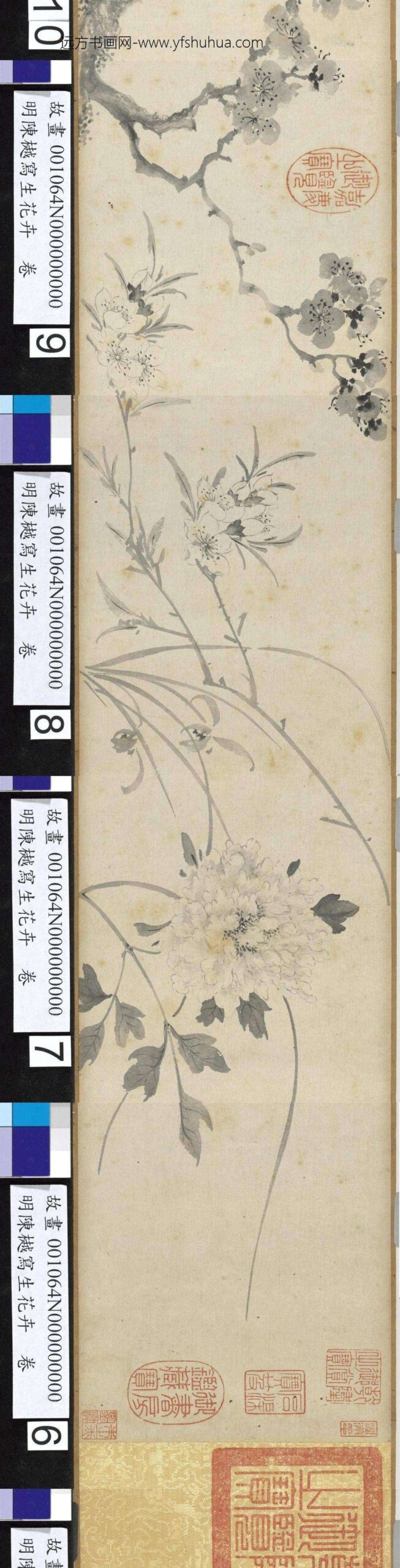 明陈樾写生花卉卷-_