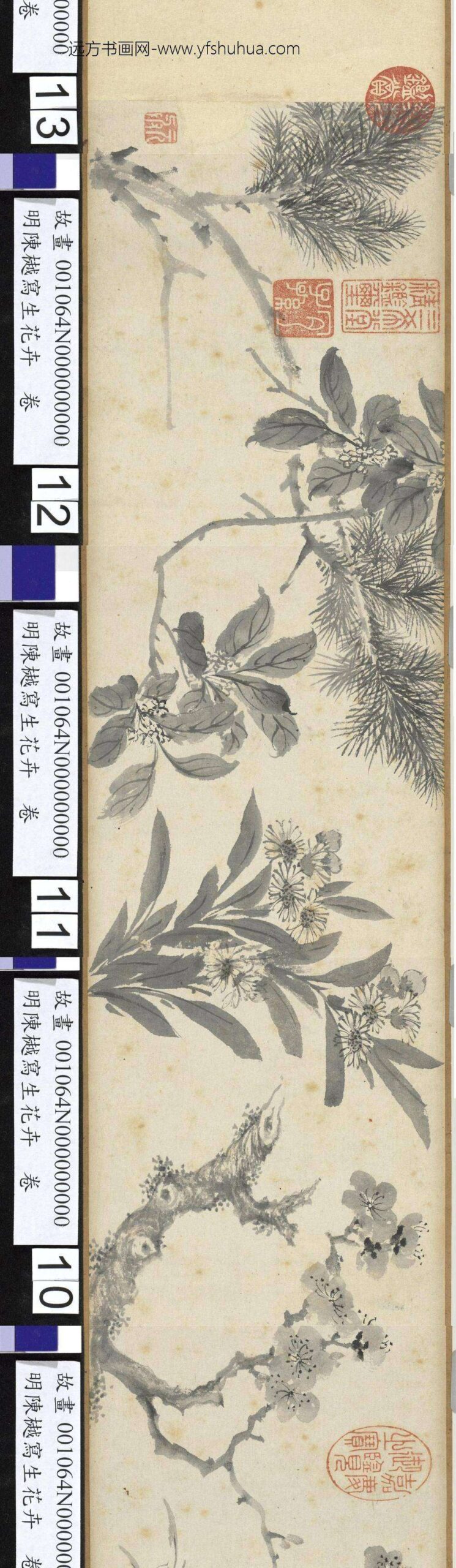 明陈樾写生花卉卷-前幅_