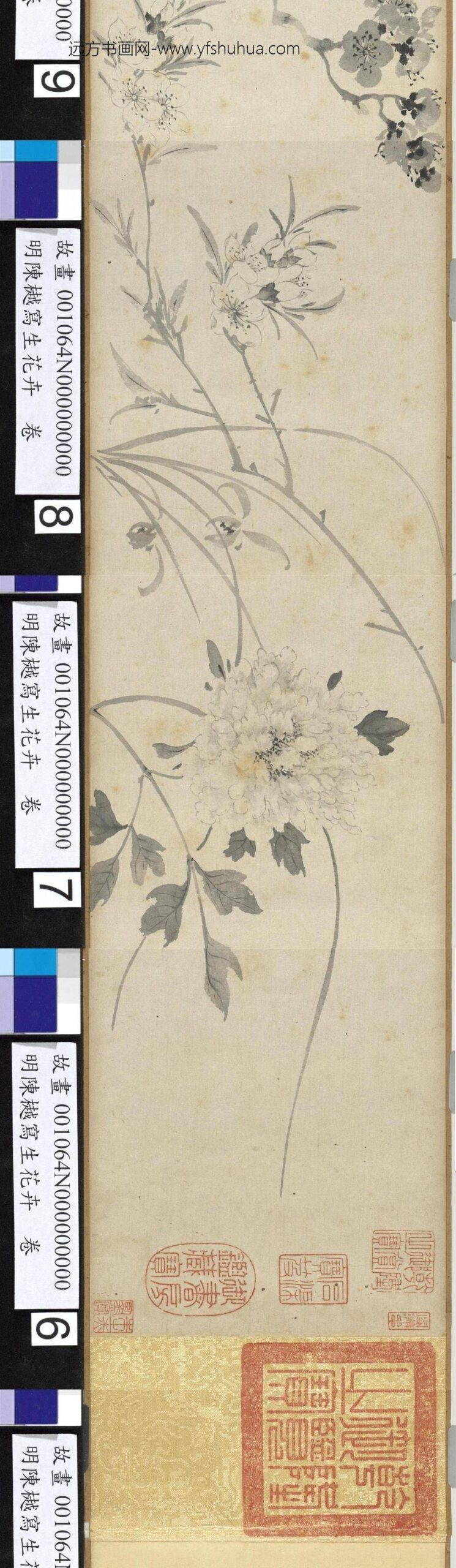 明陈樾写生花卉卷-前幅_