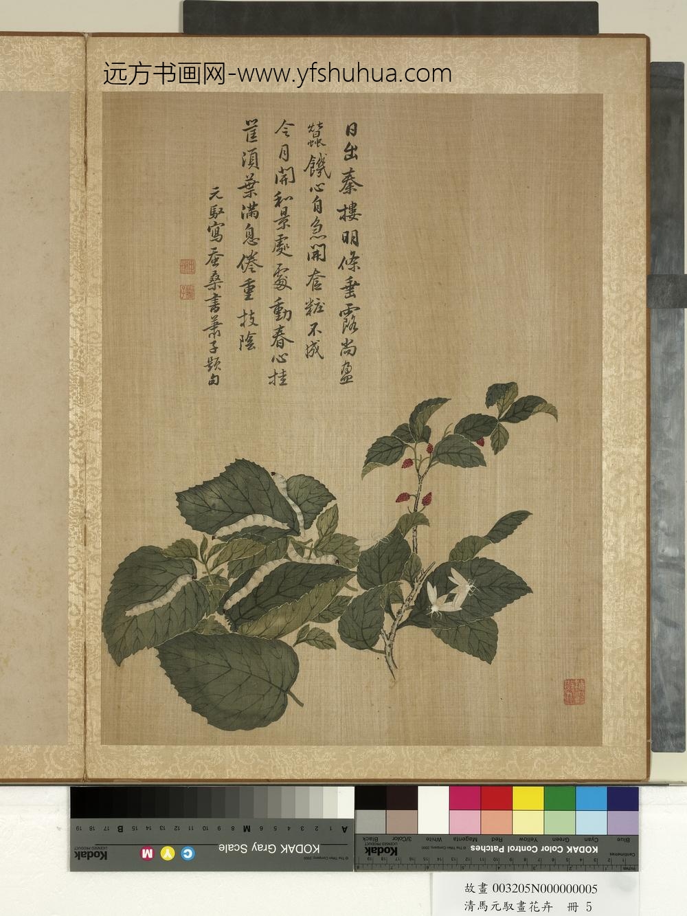 清马元驭画花卉册-桑椹蚕蛾-