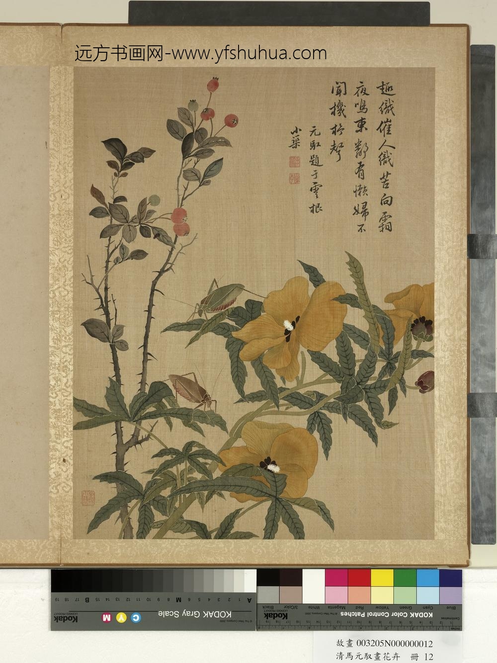 清马元驭画花卉册-秋葵螽斯-