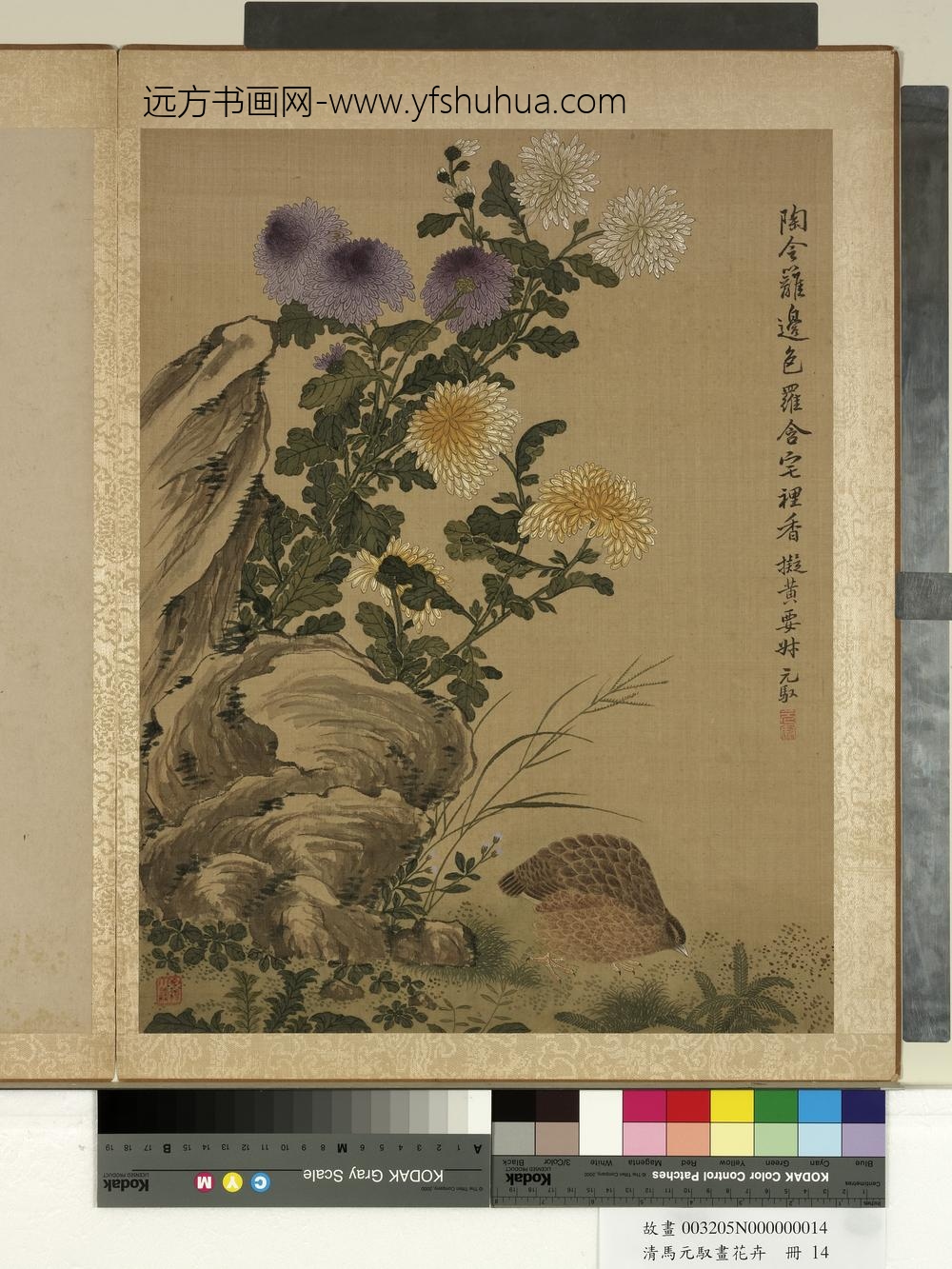 清马元驭画花卉册-菊花鹌鹑-