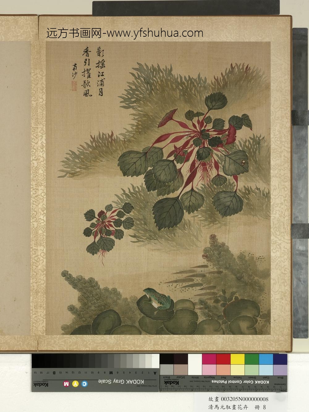 清马元驭画花卉册-菱角青蛙-