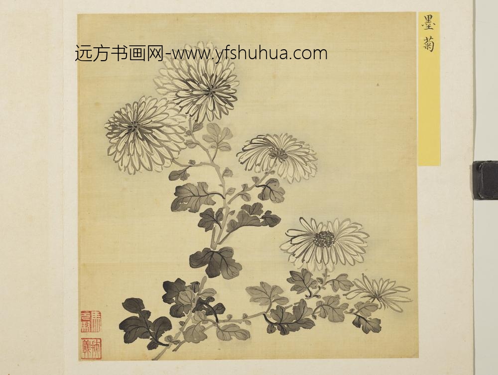 清马元驭花卉册-墨菊-