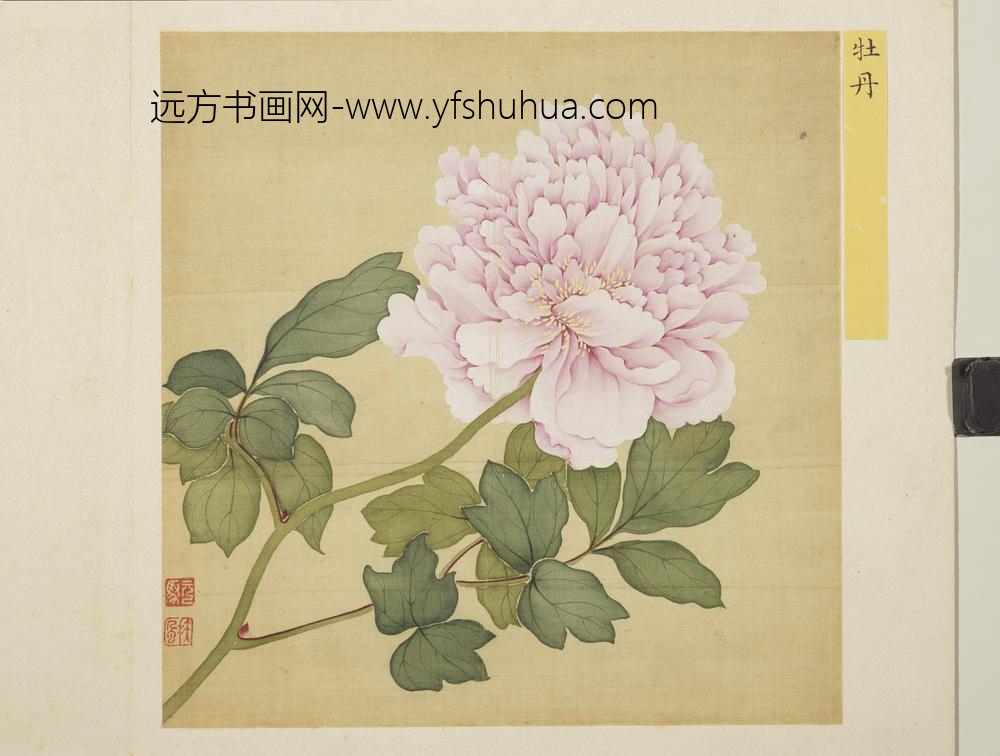 清马元驭花卉册-牡丹-