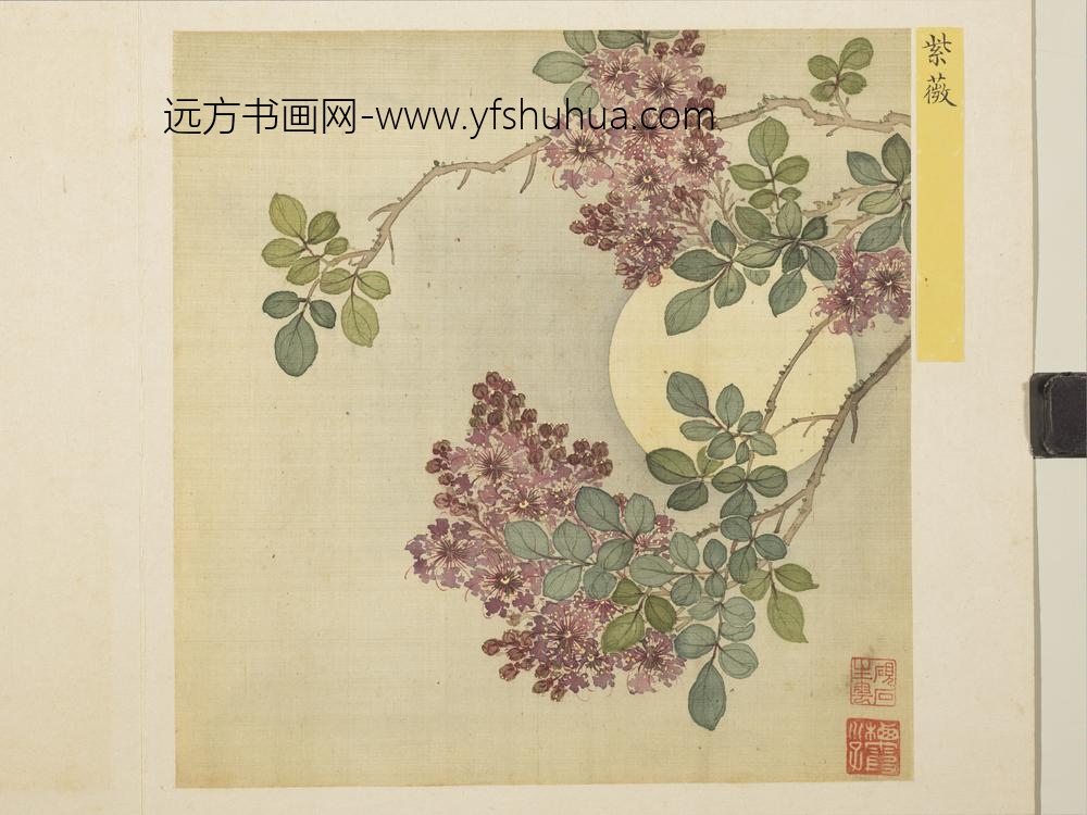 清马元驭花卉册-紫薇-