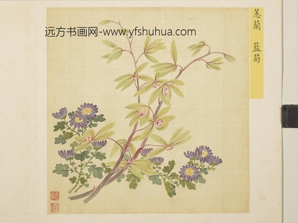 清马元驭花卉册-蕙兰蓝菊-