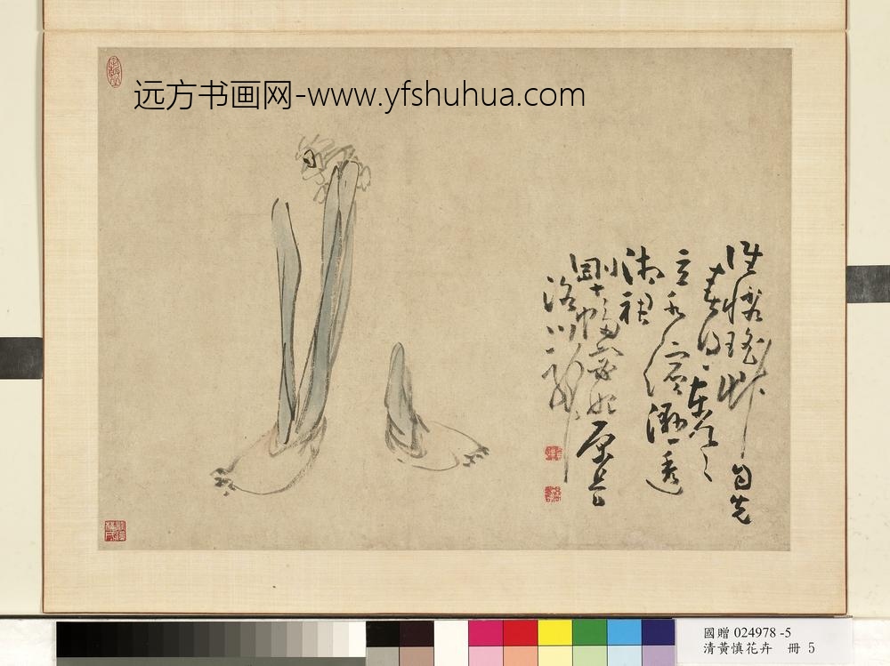 清黄慎花卉册水仙-