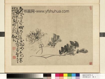 清黄慎花卉册牡丹 2.jpg