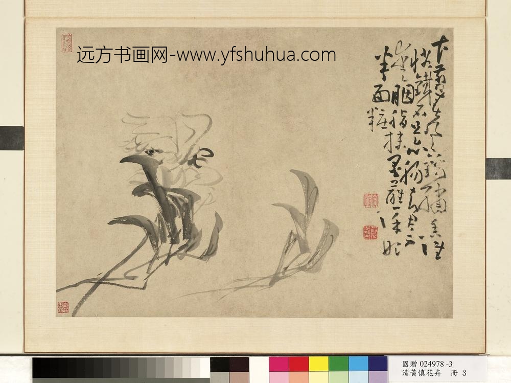 清黄慎花卉册芍药-