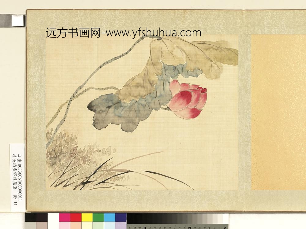 清黄钺画群蕤藻夏册-画荷芦-