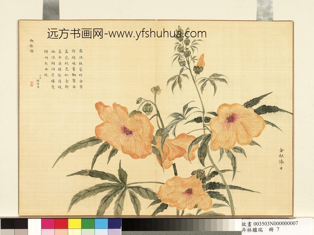 卉林胪瑞册-清人金杯捧日