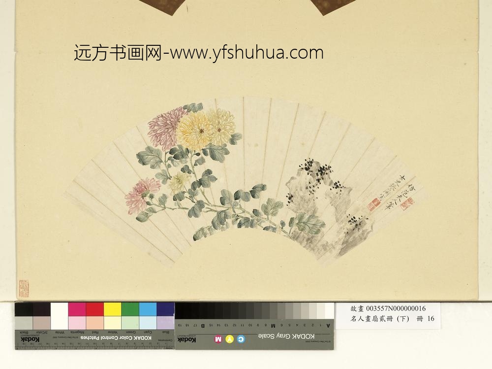 张兰-名人画扇贰册(下)册-菊石