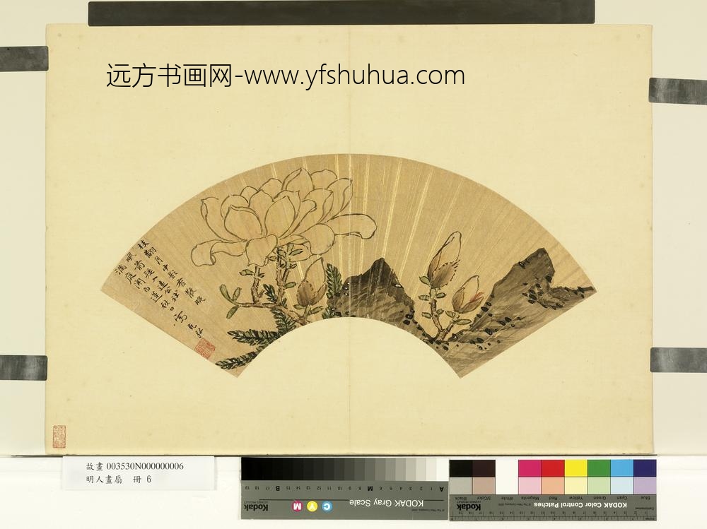 明人画扇册-明孙克弘玉兰