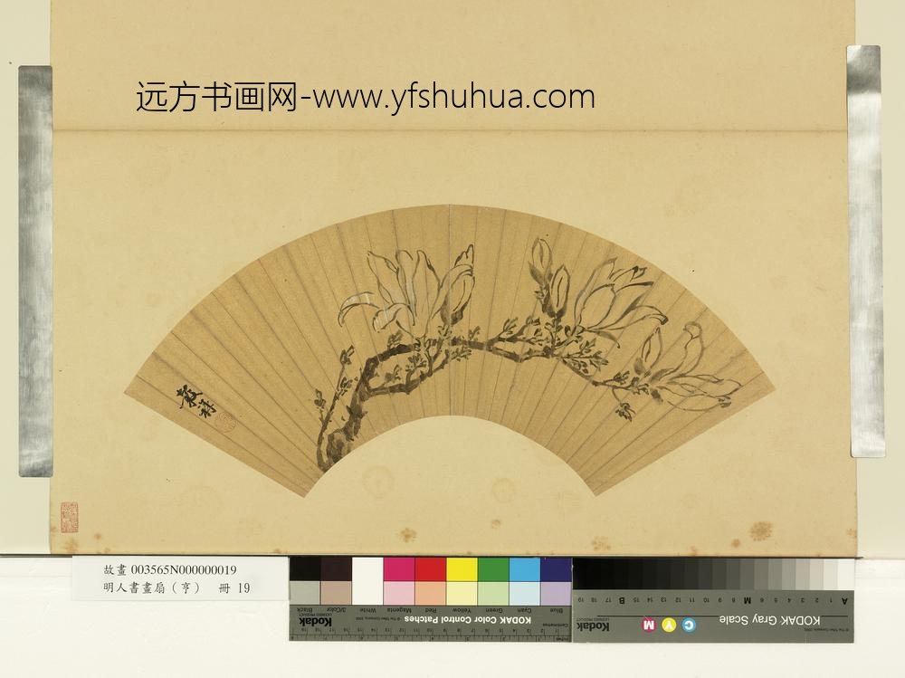 明人画扇（亨）册明王谷祥木笔花开