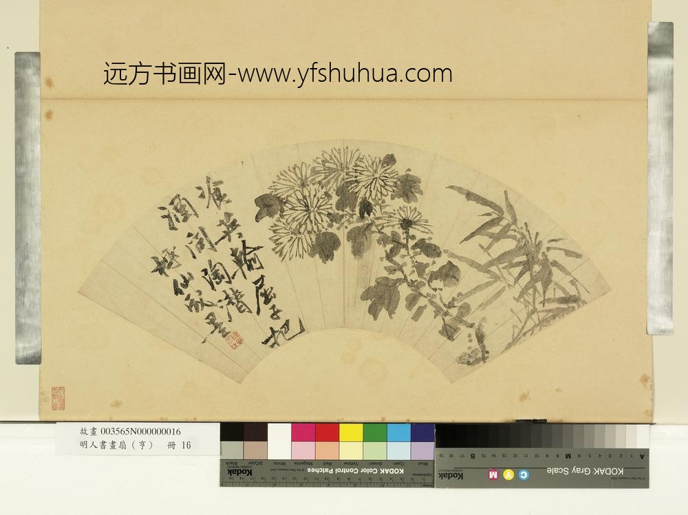 明人画扇（亨）册明谢时臣飡英菊花