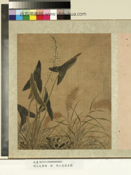 明人花果册册 明人慈姑五榖.jpg