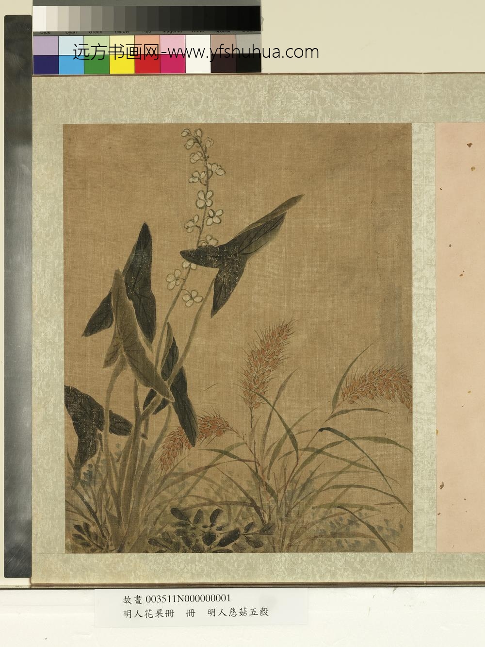 明人花果册册-明人慈姑五榖