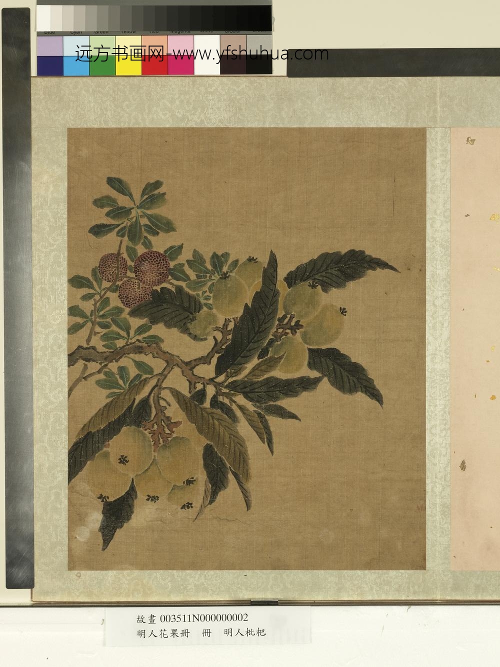 明人花果册册-明人枇杷