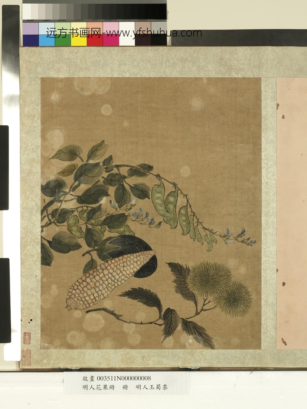 明人花果册册-明人玉蜀黍