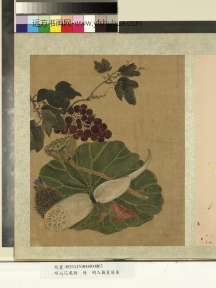 明人花果册册 明人藕菱莲蓬.jpg