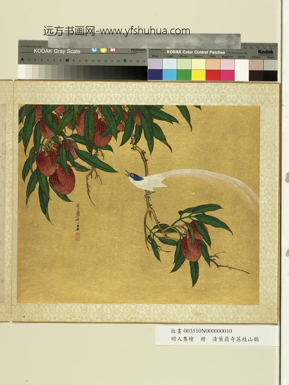 明人集绘册-清叶鼎奇荔枝山鹊
