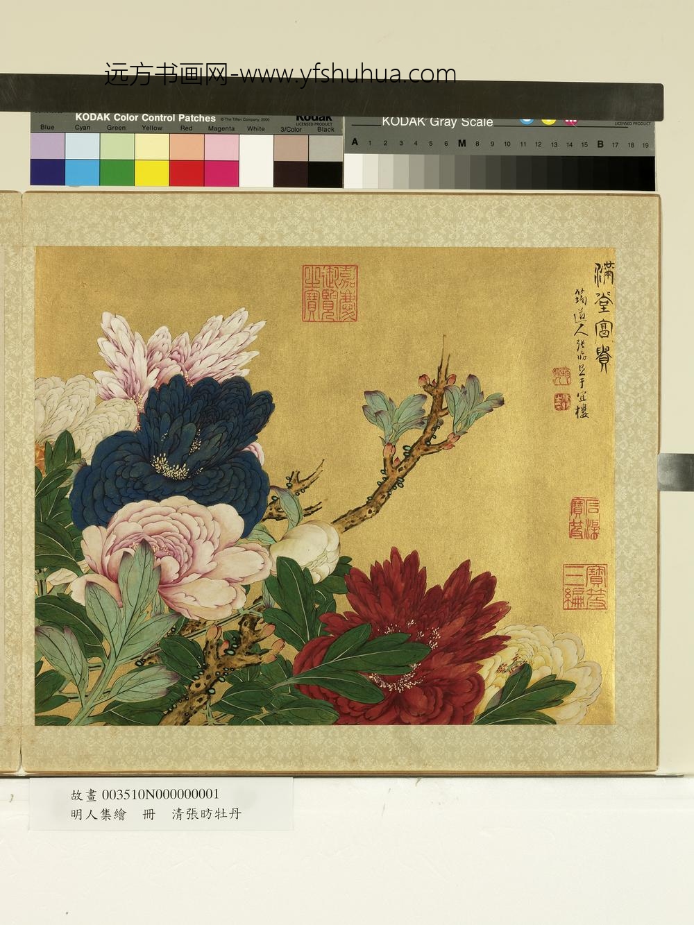 明人集绘册-清张昉牡丹