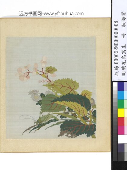 明织花鸟写生册 秋海棠.jpg