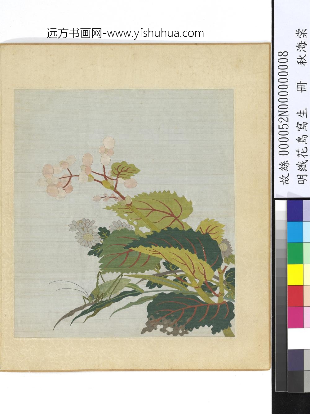 明织花鸟写生册-秋海棠