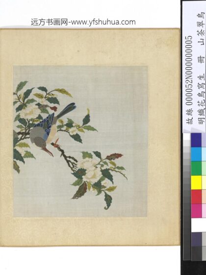 明织花鸟写生册 茶花翠鸟.jpg