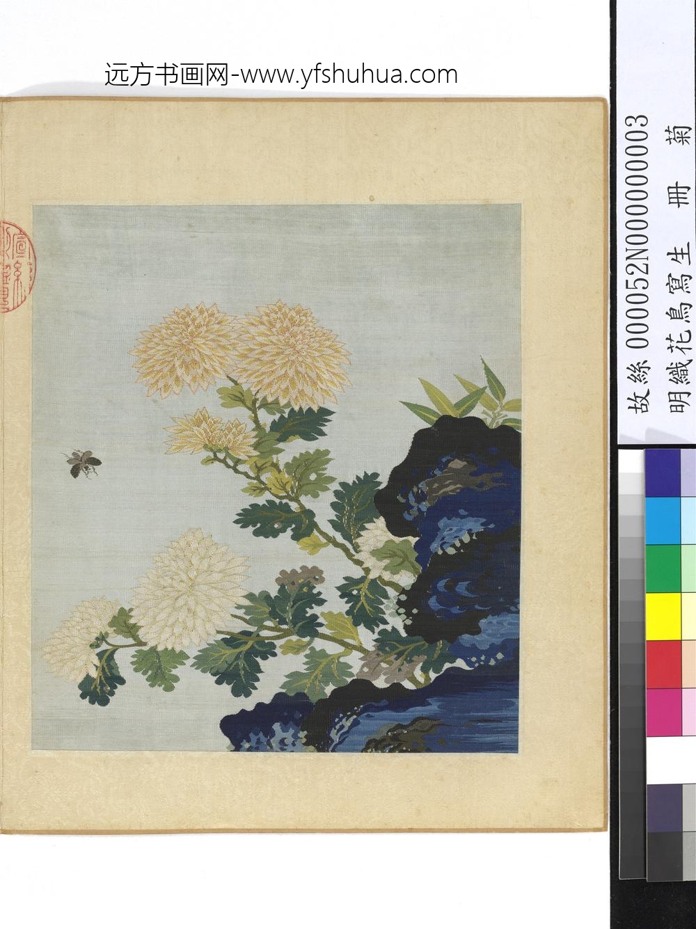 明织花鸟写生册-菊