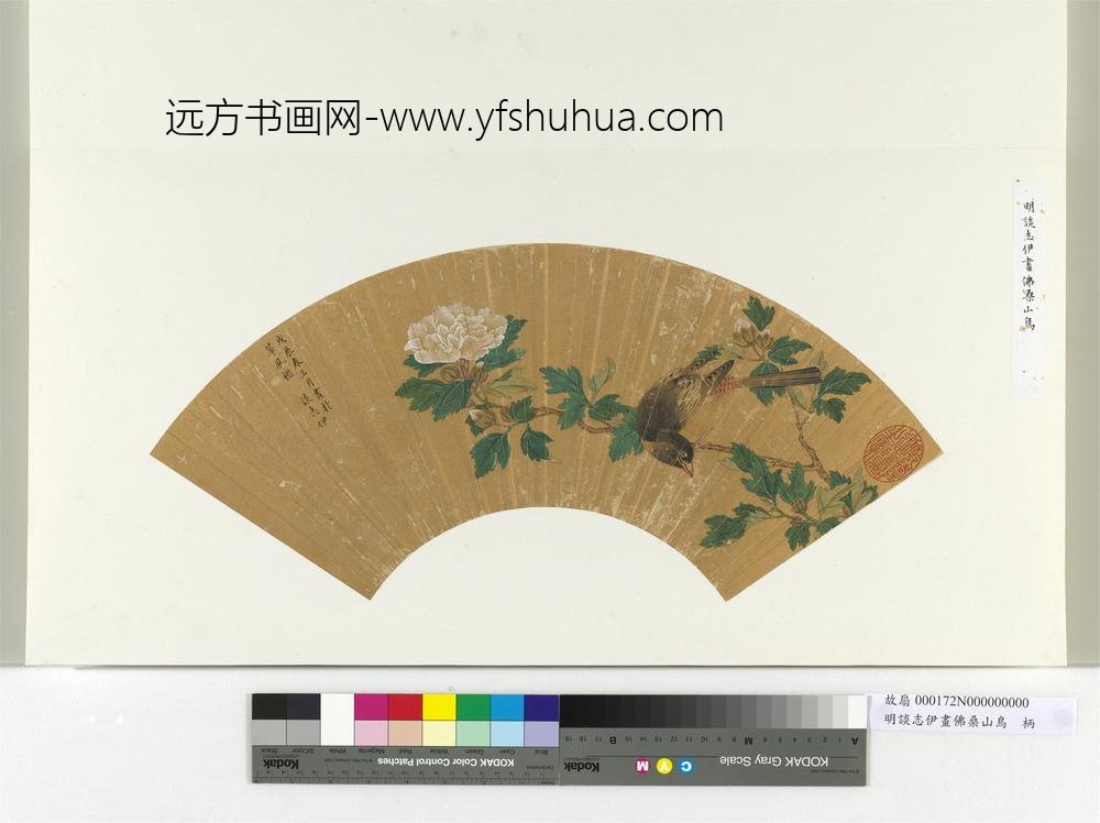 明谈志伊画佛桑山鸟册页