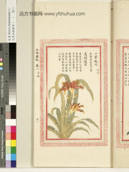 毛诗品物图考（一）册 一苇杭之焉得谖草 1.jpg