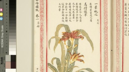 毛诗品物图考（一）册 一苇杭之焉得谖草 1.jpg