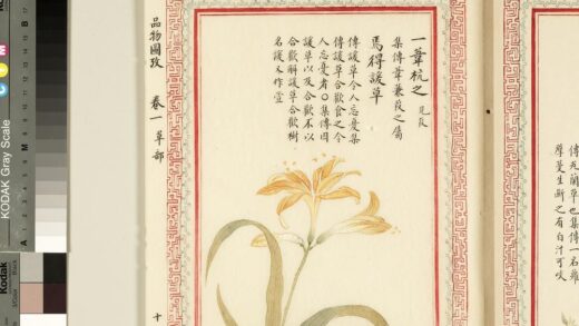 毛诗品物图考（一）册 一苇杭之焉得谖草 2.jpg
