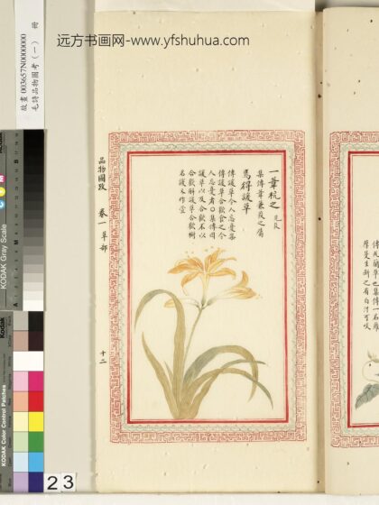 毛诗品物图考（一）册 一苇杭之焉得谖草 2.jpg