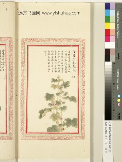 毛诗品物图考（一）册 七月烹葵及菽 1.jpg