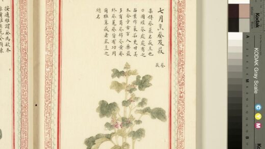 毛诗品物图考（一）册 七月烹葵及菽 1.jpg