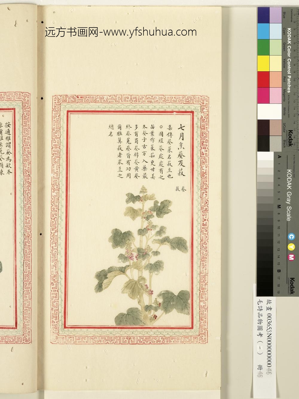 毛诗品物图考（一）册-七月烹葵及菽-