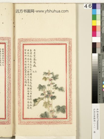 毛诗品物图考（一）册 七月烹葵及菽 2.jpg