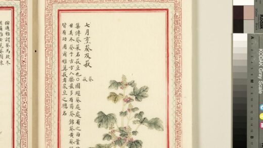 毛诗品物图考（一）册 七月烹葵及菽 2.jpg
