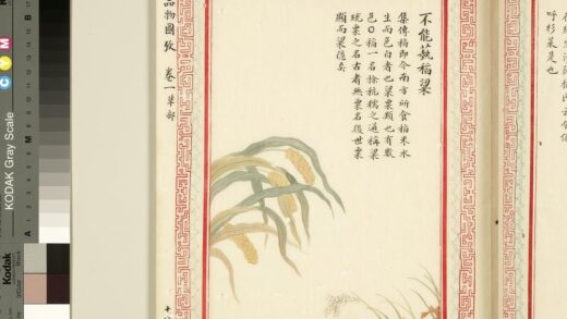 毛诗品物图考（一）册 不能蓺稻梁 1.jpg