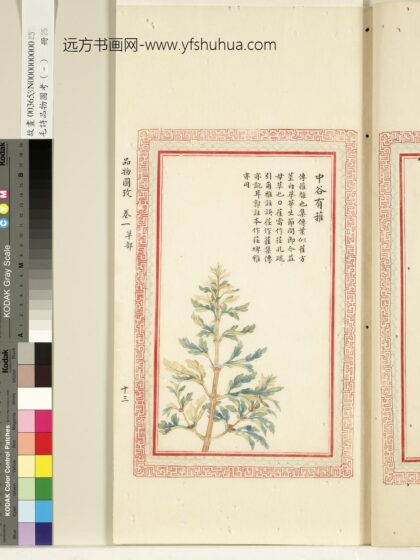 毛诗品物图考（一）册 中谷有蓷 1.jpg