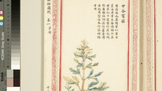毛诗品物图考（一）册 中谷有蓷 1.jpg