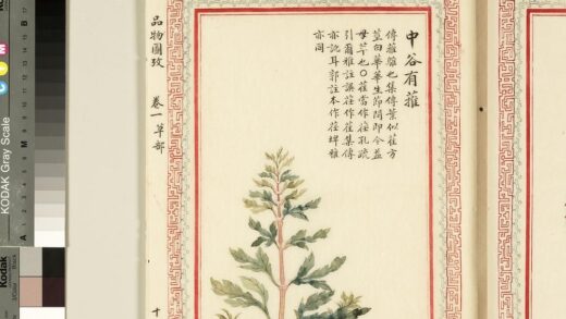 毛诗品物图考（一）册 中谷有蓷 2.jpg