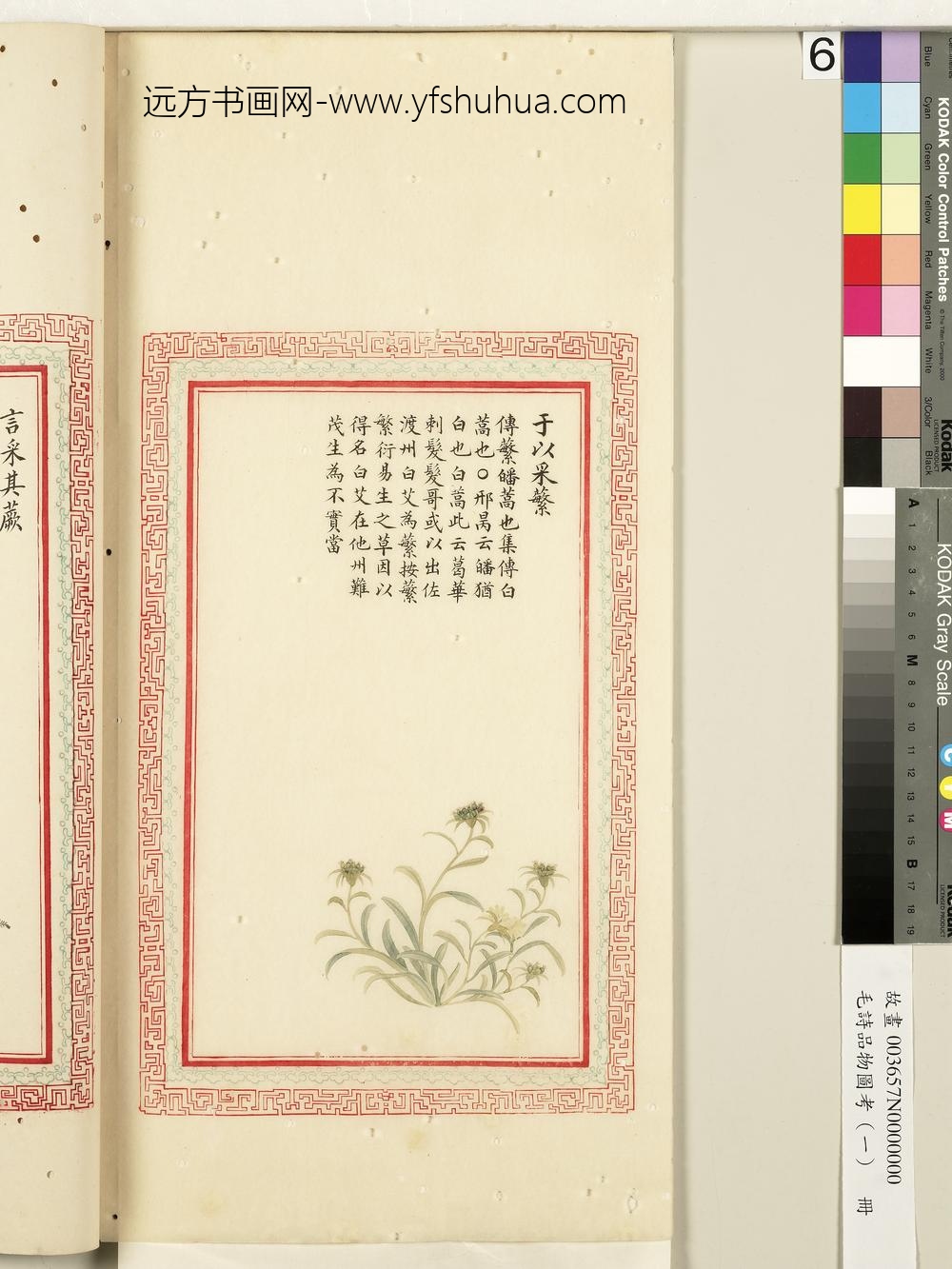 毛诗品物图考（一）册-于以采繁-