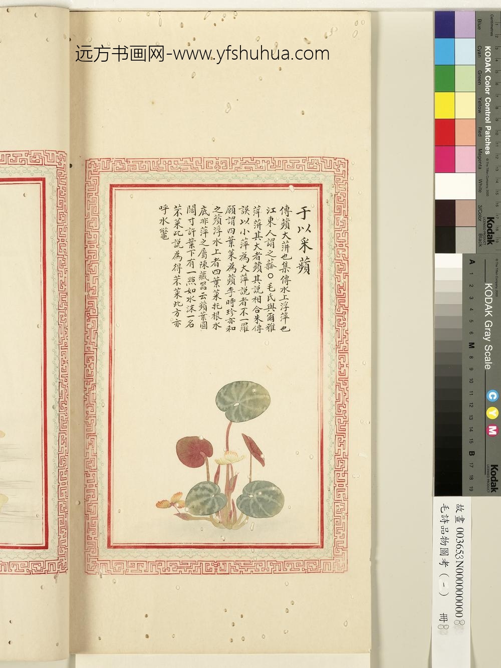 毛诗品物图考（一）册-于以采苹-