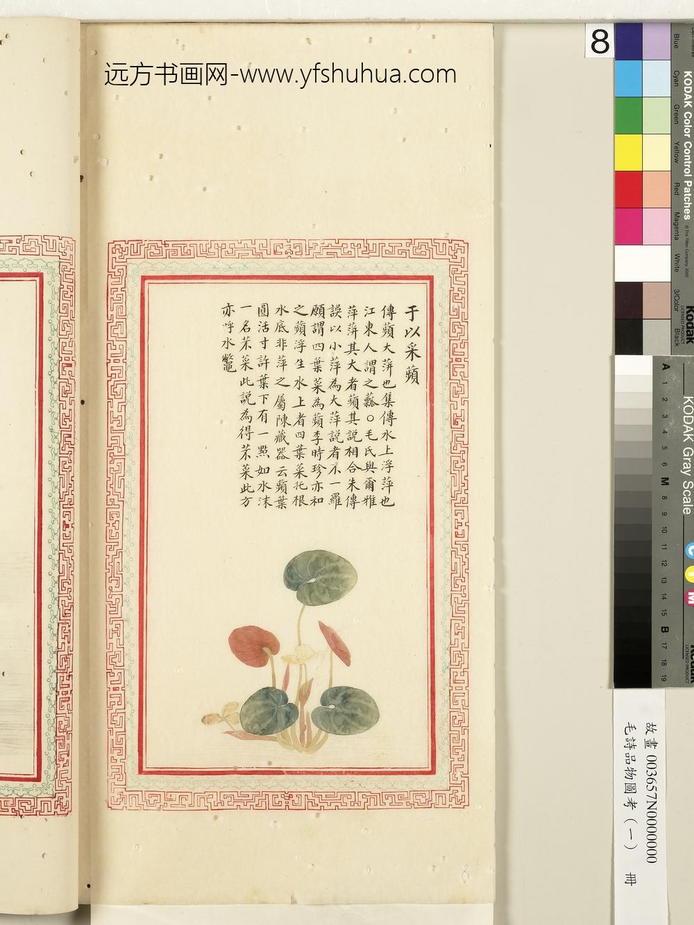 毛诗品物图考（一）册-于以采苹-