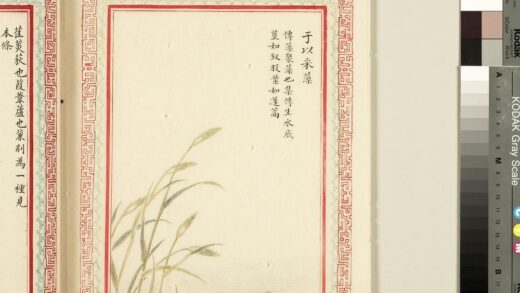 毛诗品物图考（一）册 于以采藻 2.jpg